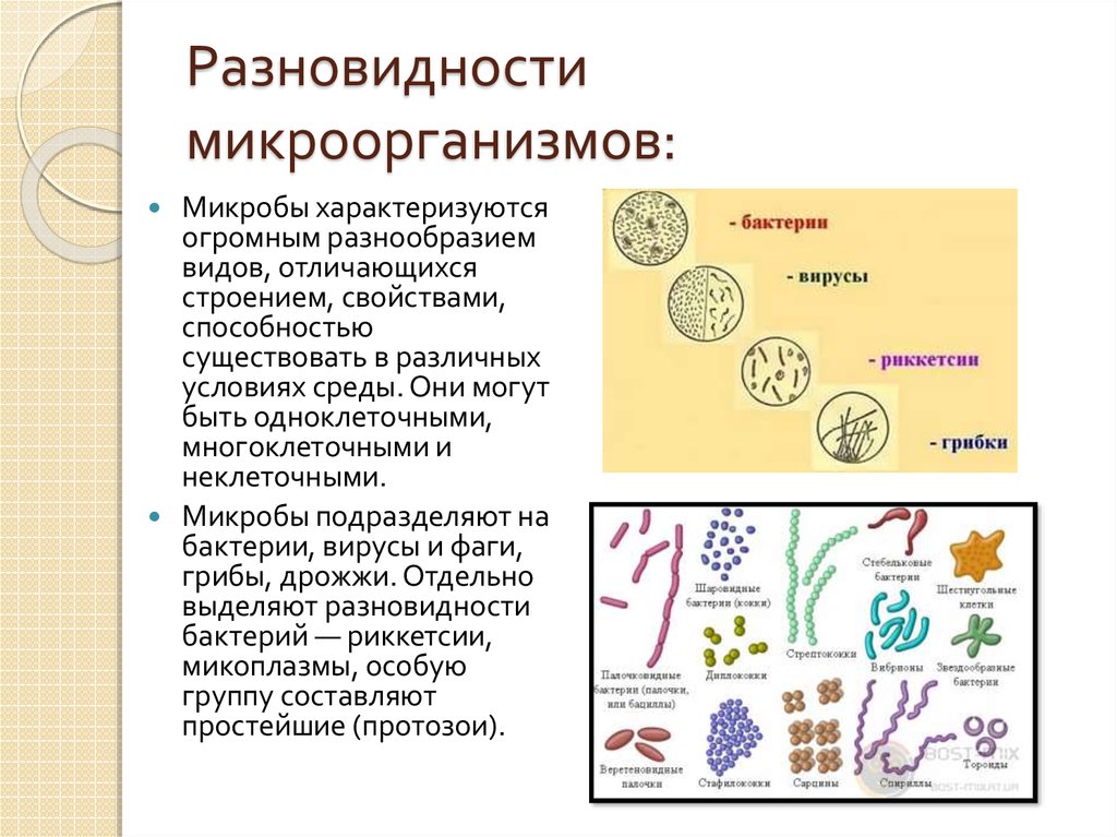 Какие микроорганизмы существуют. Виды микроорганизмов. Виды бактерий. Микроорганизмы виды и формы. Разнообразные формы бактерий.
