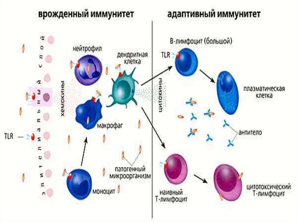 Врожденный иммунитет. Механизм врожденного иммунитета схема. Лимфоциты врожденного иммунитета ЛВИ. Клеточный состав системы врожденного иммунитета. 1. Клетки врожденного иммунитета.