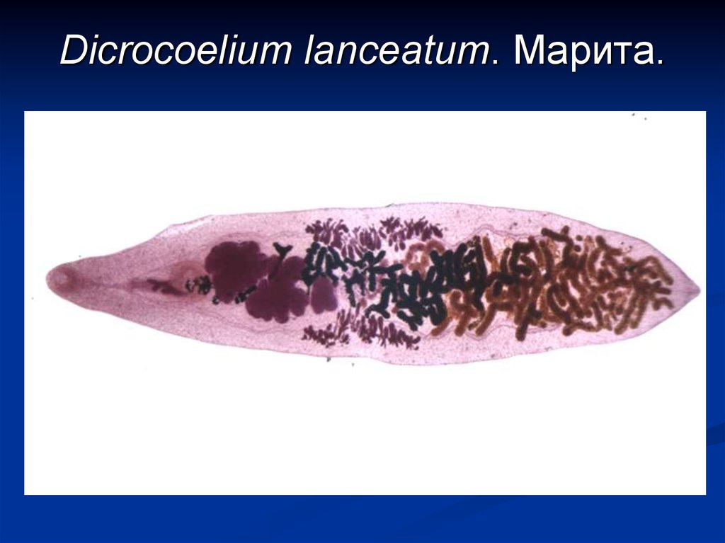 Ланцетовидный сосальщик. Ланцетовидный сосальщик (Dicrocoelium lanceatum). Марита трематоды. Ланцетовидный сосальщик (Dicrocoelium lanceatum) яйцо.