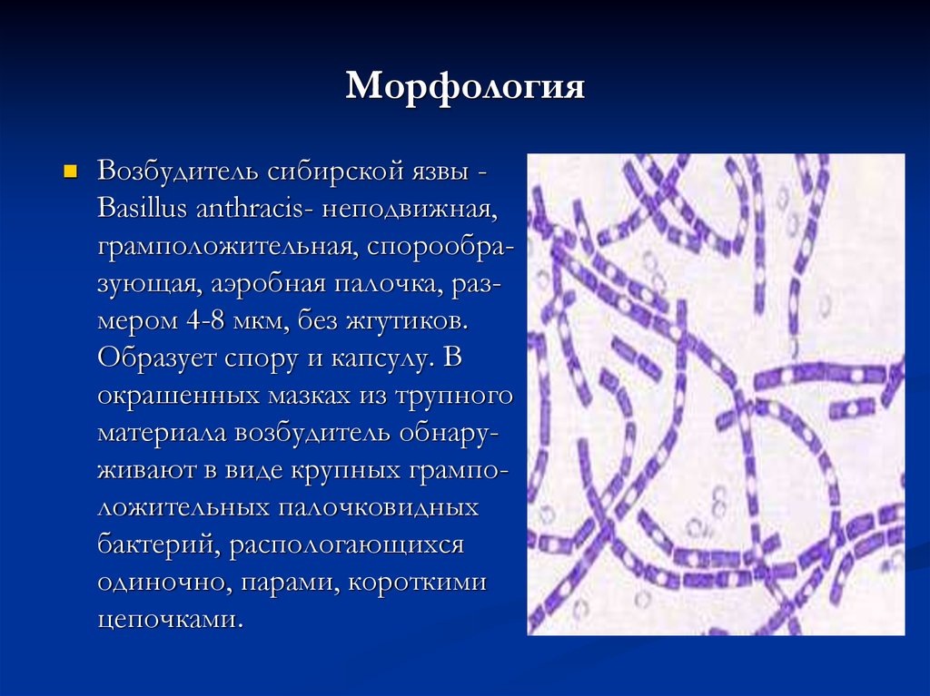 Споры сибирской язвы сохраняются. Морфология возбудителя сибирской язвы. Бациллы сибирской язвы морфология. Сибиреязвенная бацилла строение. Бацилла сибирской язвы строение.