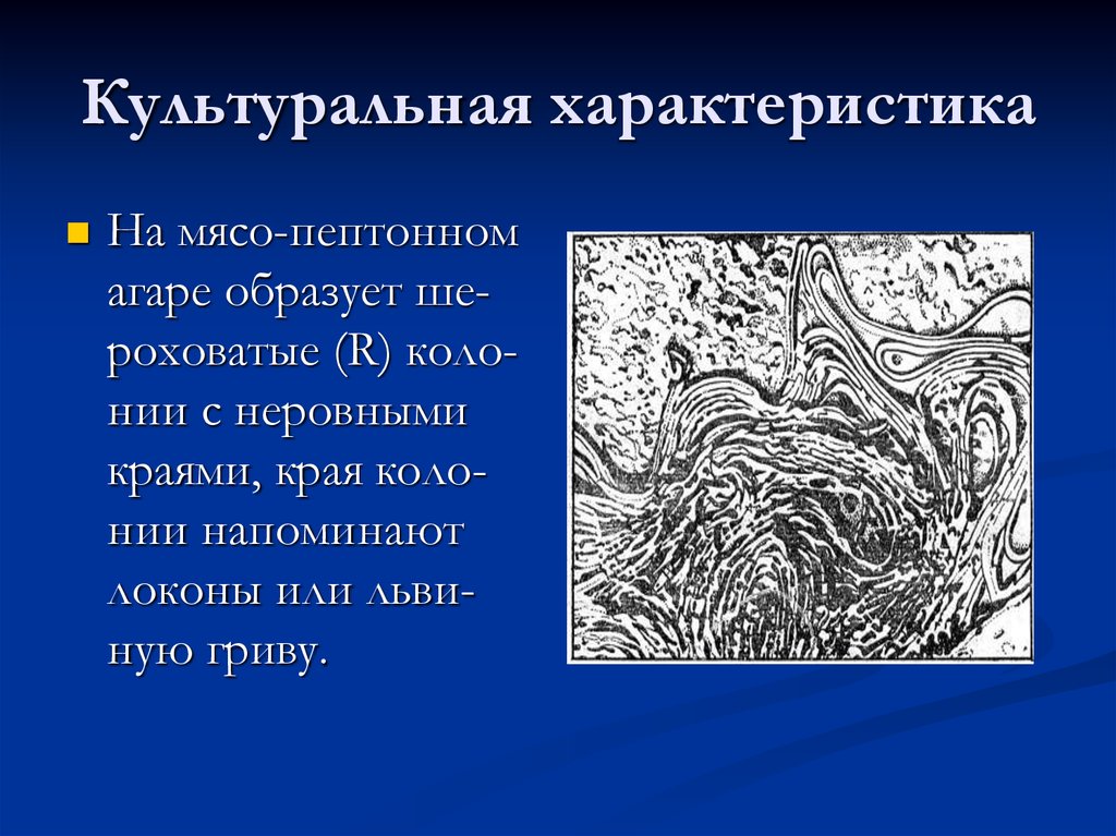 Львиная грива Сибирская язва. Сибиреязвенный микроб львиная грива. Малое увеличение львиная грива Сибирская язва.
