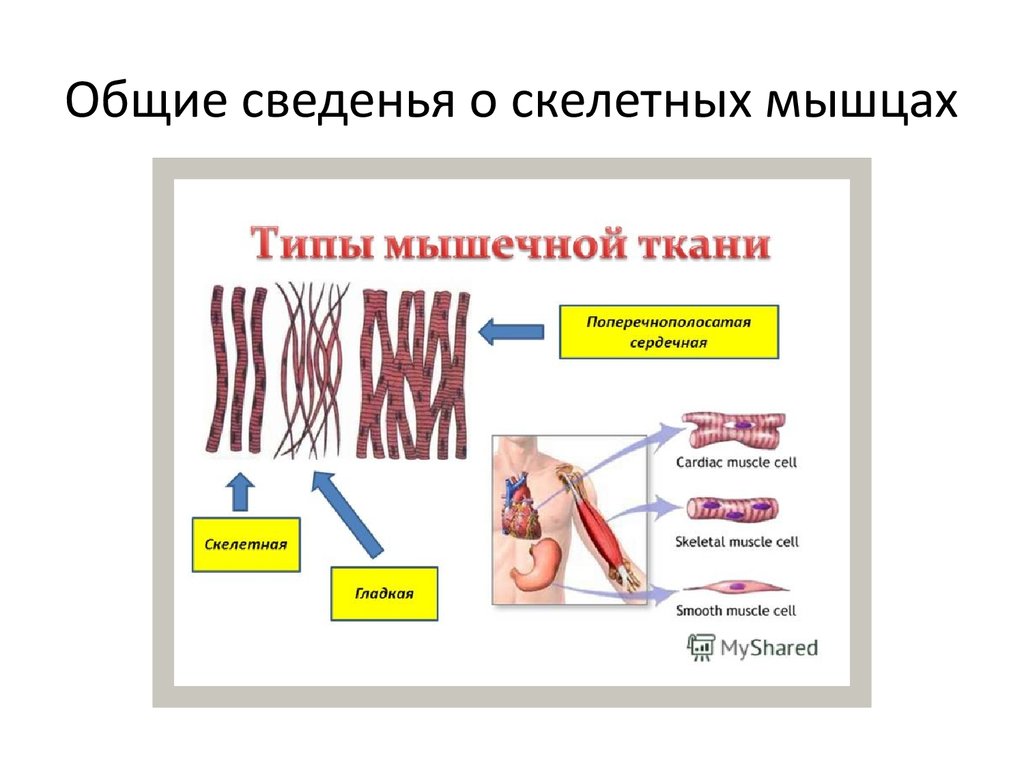 Основные функции скелетных мышц