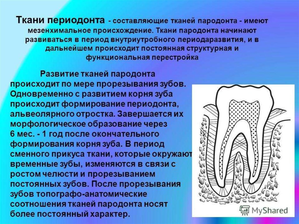 Пародонт особенности. Ткани зуба периодонт строение. Ткани периодонта гистология. Строение периодонта зуба гистология. Строение периодонта гистология.