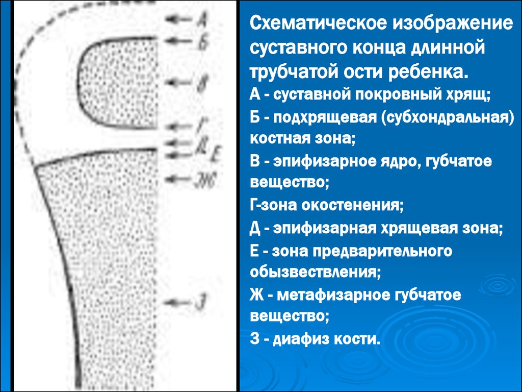 Эпифизарный хрящ. Суставной покровный хрящ. Эпифизарная зона. Зона предварительного обызвествления. Эпифизарный центр окостенения.