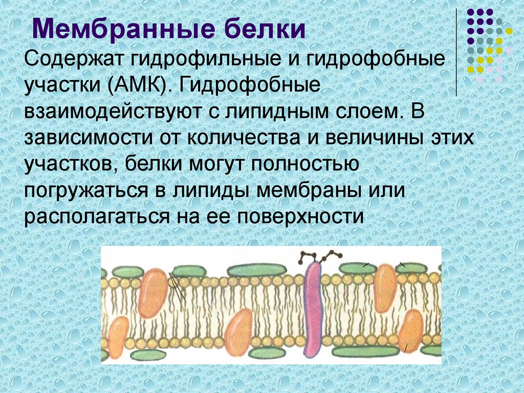 Белок в мембране. Белки мембраны. Гидрофильные и гидрофобные белки. Белки мембраны клетки. Гидрофобные белки мембраны.