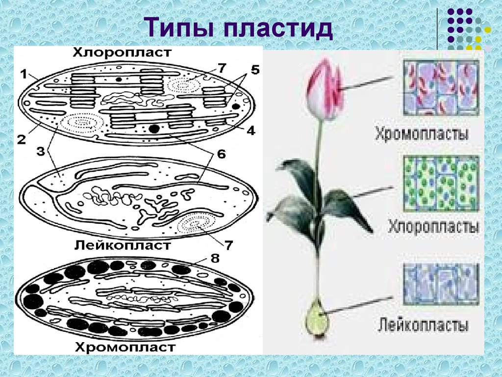 Как выглядит хлоропласт на рисунке