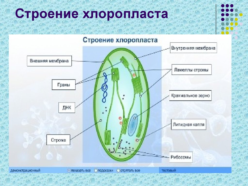 Хлоропласт строение. Строение клетки хлоропласты. Пластиды хлоропласты строение. Нарисуйте строение хлоропласта. Схема строения хлоропласта растительной клетки.