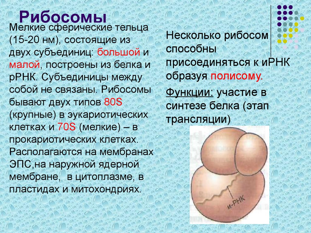 Молекула рибосомы. Большая субъединица рибосомы строение. Структура клетки рибосома. Строение рибосомы субъединицы. Строение рибосомы эукариотической клетки.