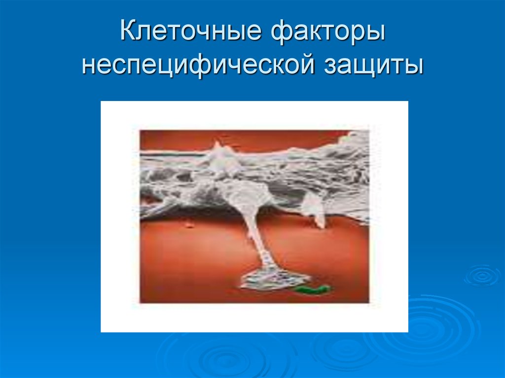 Клеточные факторы. Клеточные факторы неспецифической защиты. Клеточные факторы спецефической защиты. Клеточными факторами неспецифической защиты являются. Клеточными факторами неспецифической защиты являются клетки.