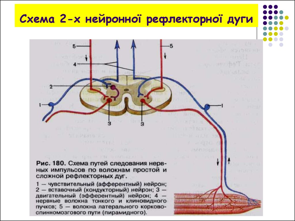 Схема 2-х нейронної рефлекторної дуги
