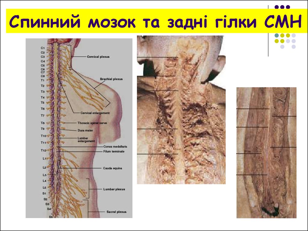 Спинний мозок та задні гілки СМН