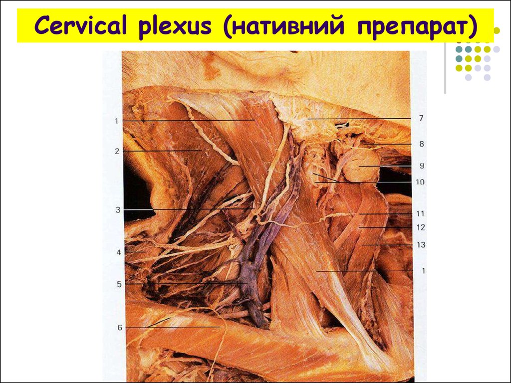 Cervical plexus (нативний препарат)
