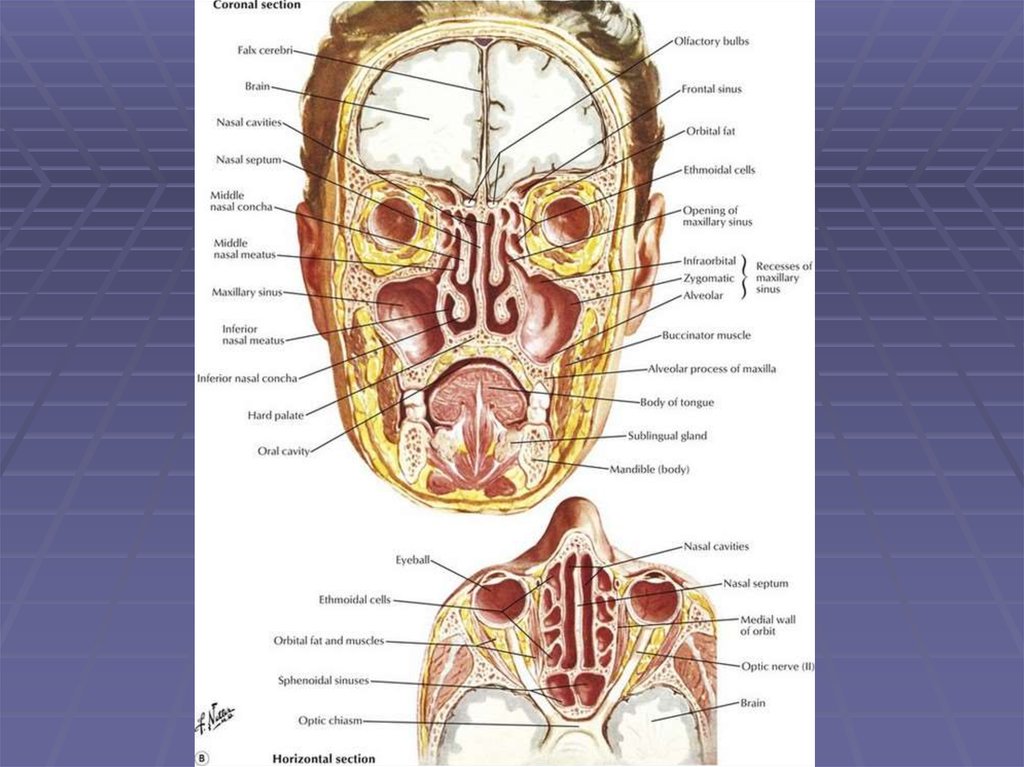 Строение пазух носа человека схема с описанием