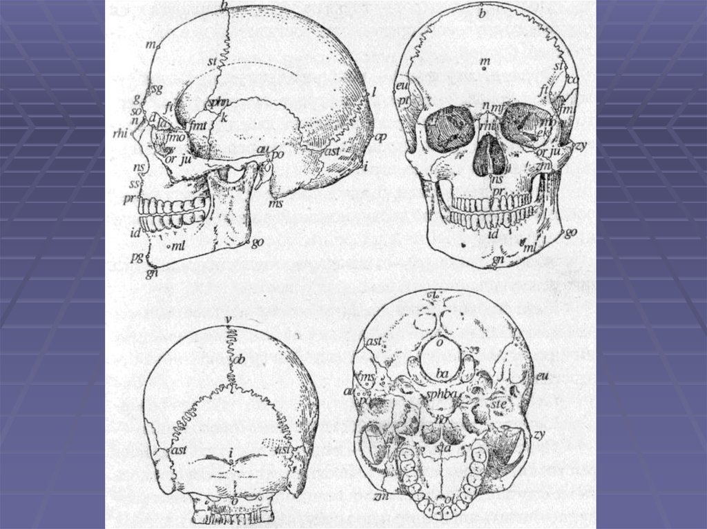 Череп схема анатомия
