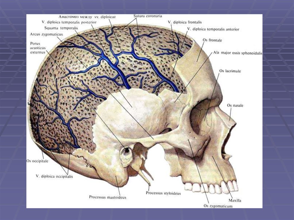В правом черепе. Диплоические вены черепа. Лобная диплоическая Вена. Эмиссарные и диплоические вены. Диплоические вены костей свода черепа.