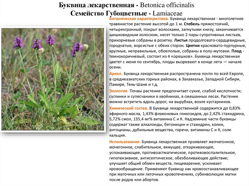 Лечебные травы ленинградской области фото с названиями и описанием