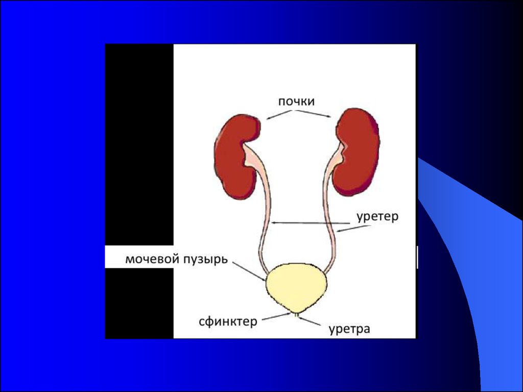 Анатомо физиологические особенности мочевыделительной системы у детей презентация