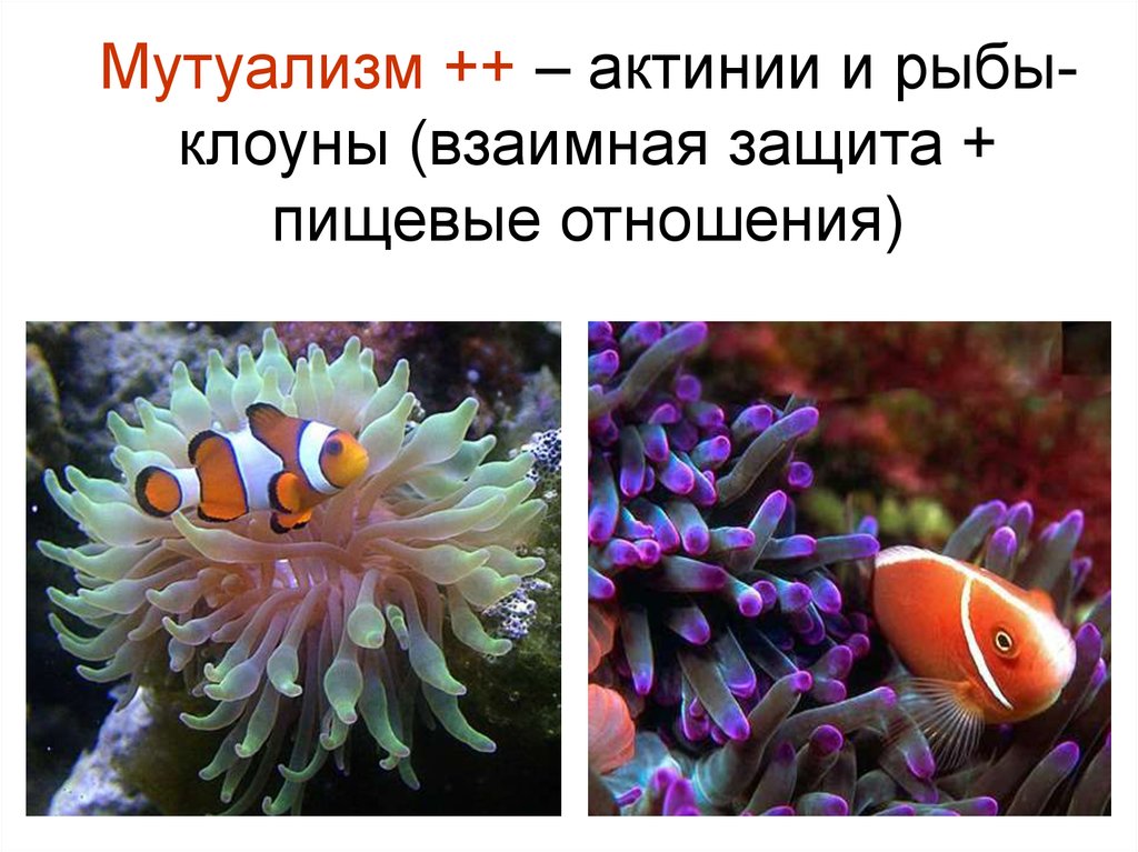 Выберите пример мутуализма. Рыба клоун и морские анемоны мутуализм. Рыба клоун и актиния симбиоз. Мутуализм рыбы клоуна и актинии. Симбиоз рыбок клоунов и актинии.