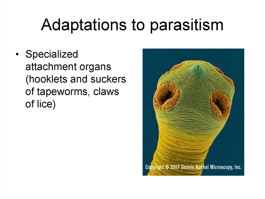 Adaptations to parasitism