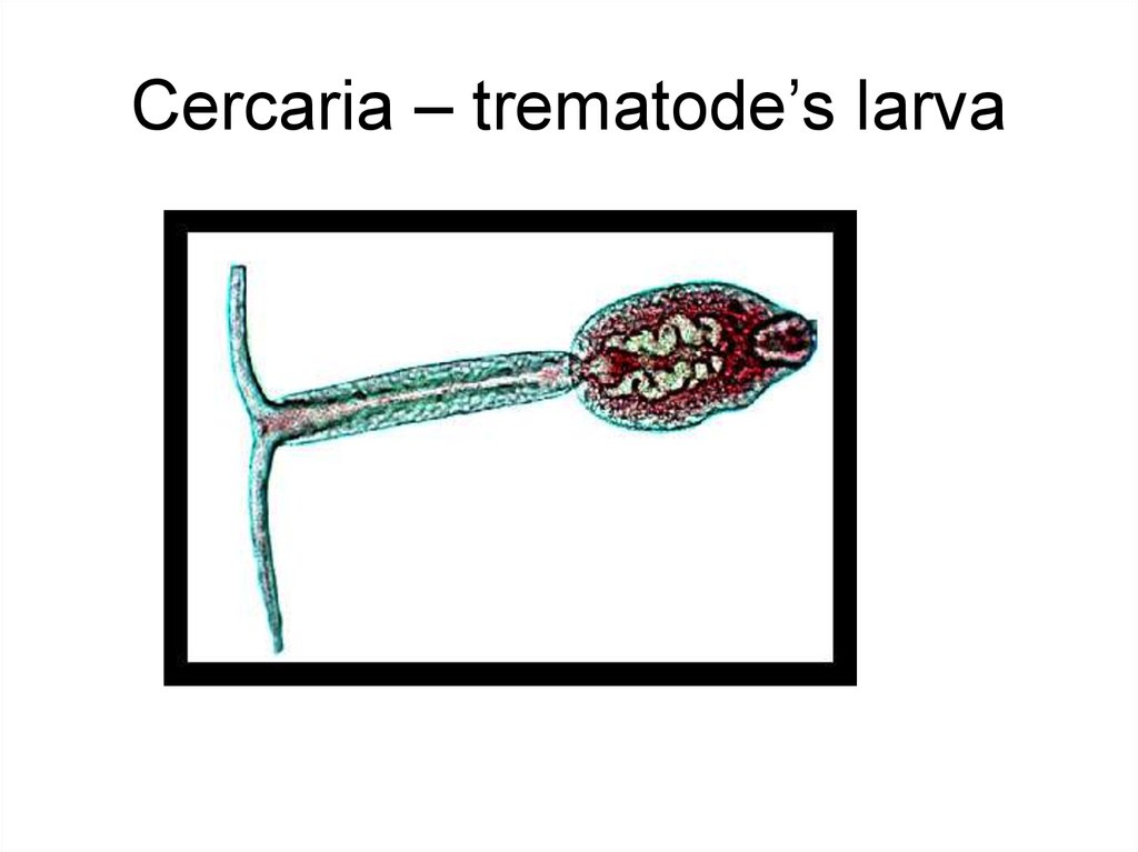 Cercaria – trematode’s larva