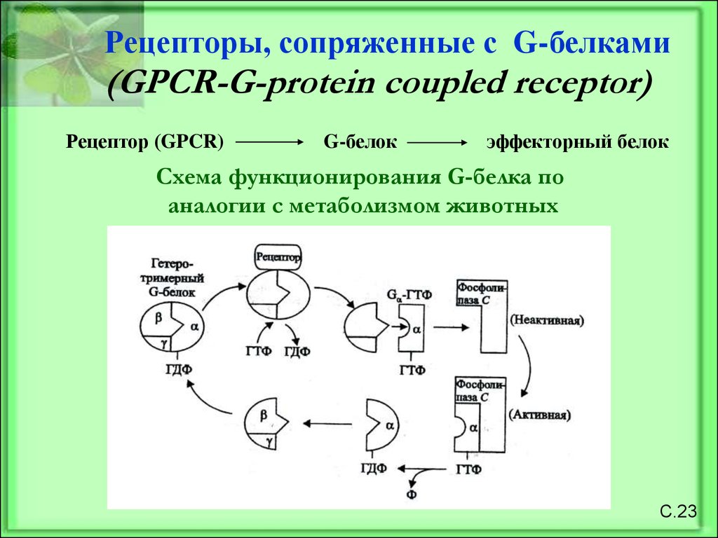 Белки стресса. G-белок сопряженные рецепторы. Рецепторы сопряженные с g-белками. Рецептор связанный с g-белком. Рецепторы с g белками.