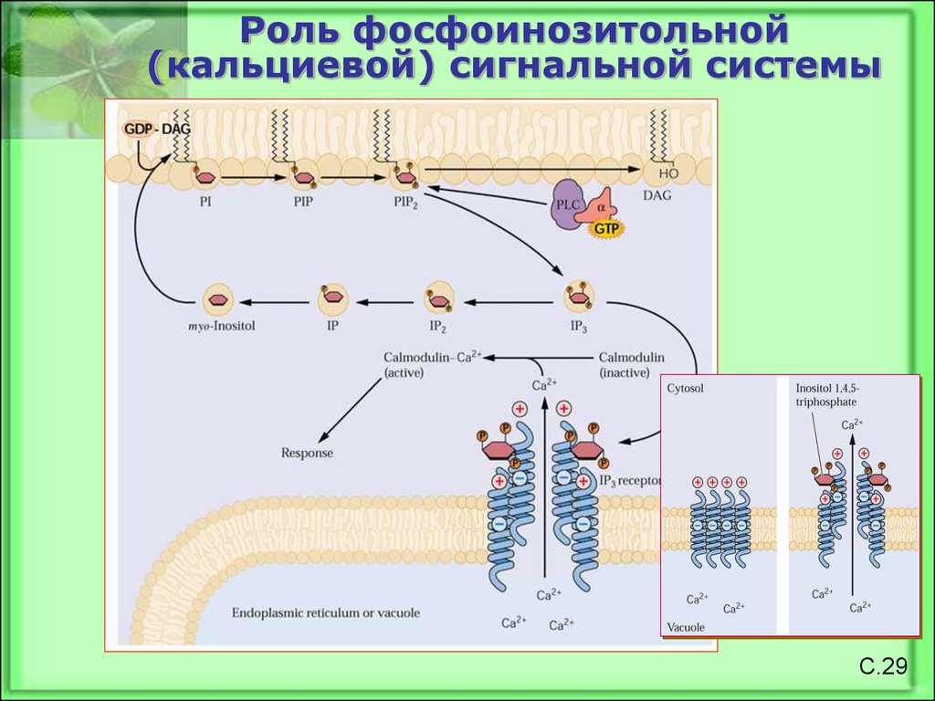 Кальциевый. Кальциевая сигнальная система. Фосфоинозитольный механизм. Фосфоинозитольный путь. Кальциевые белки.