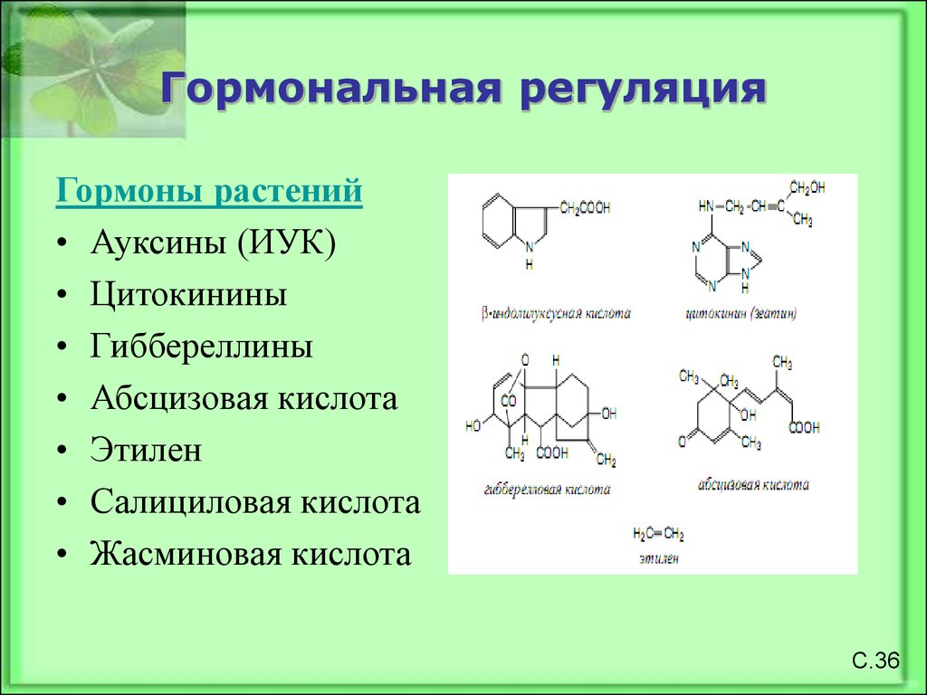 Фитогормоны действие. Гормон ауксин у растений. Ауксины Гиббереллины и цитокинины. Гормоны растений фитогормоны. Фитогормон ауксин.