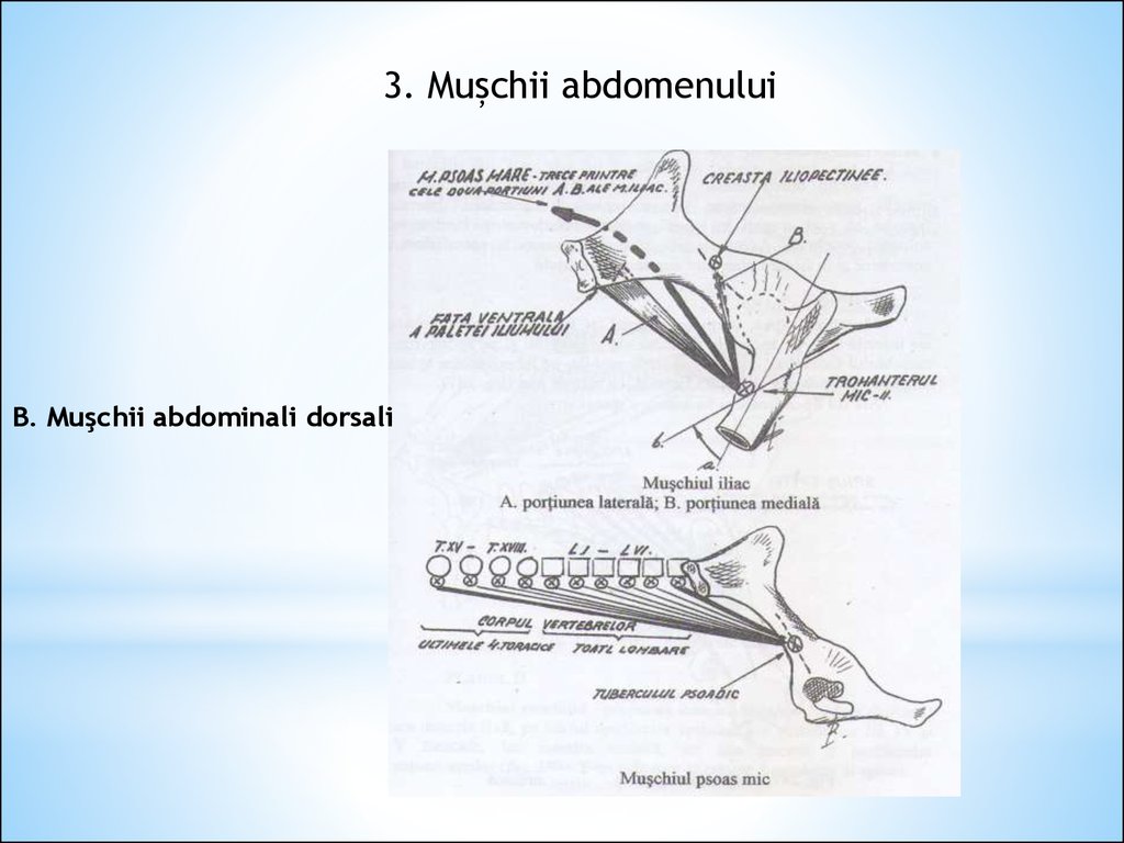 Mușchii Gîtului și Trunchiului Online Presentation