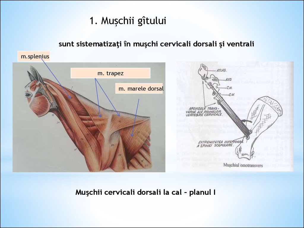 Muschii trunchiului