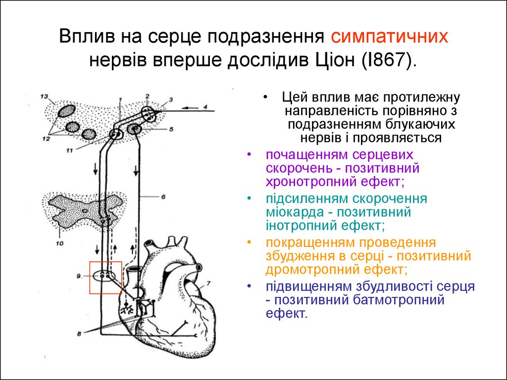 Вплив на серце подразнення симпатичних нервів вперше дослідив Ціон (І867).