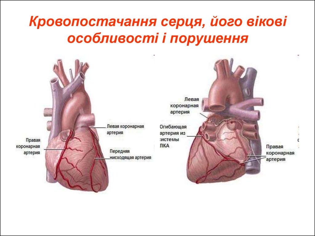 Кровопостачання серця, його вікові особливості і порушення
