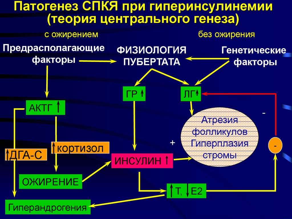 Для клинической картины гиперандрогении надпочечникового генеза характерно