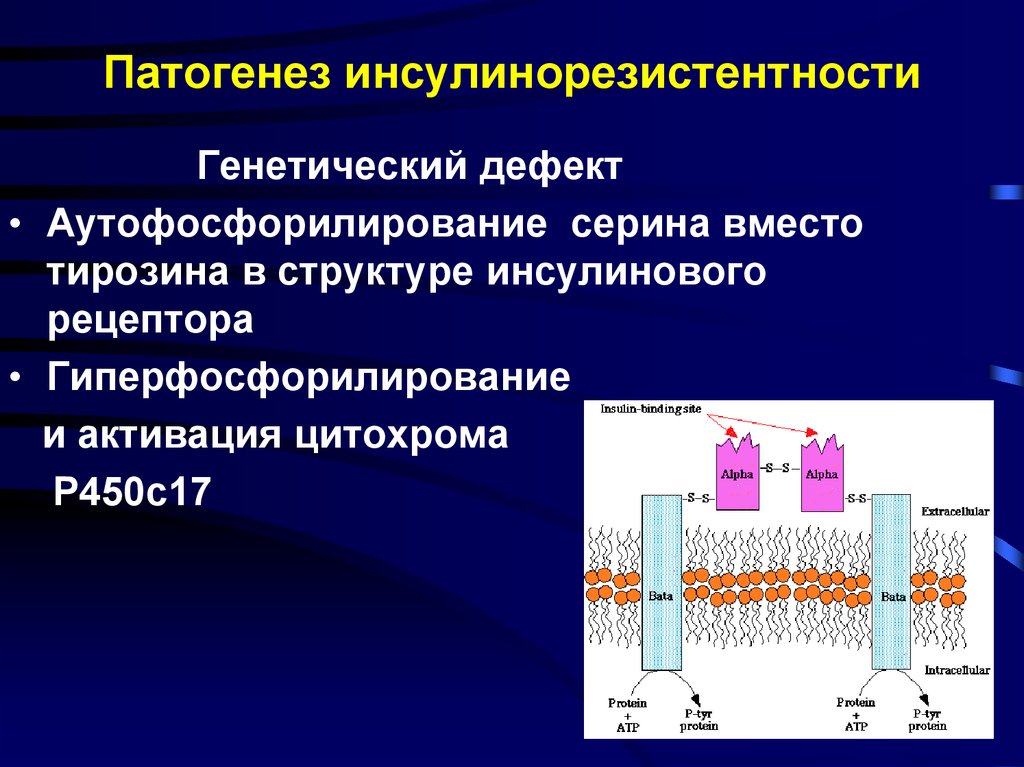 Синдром резистентных яичников презентация