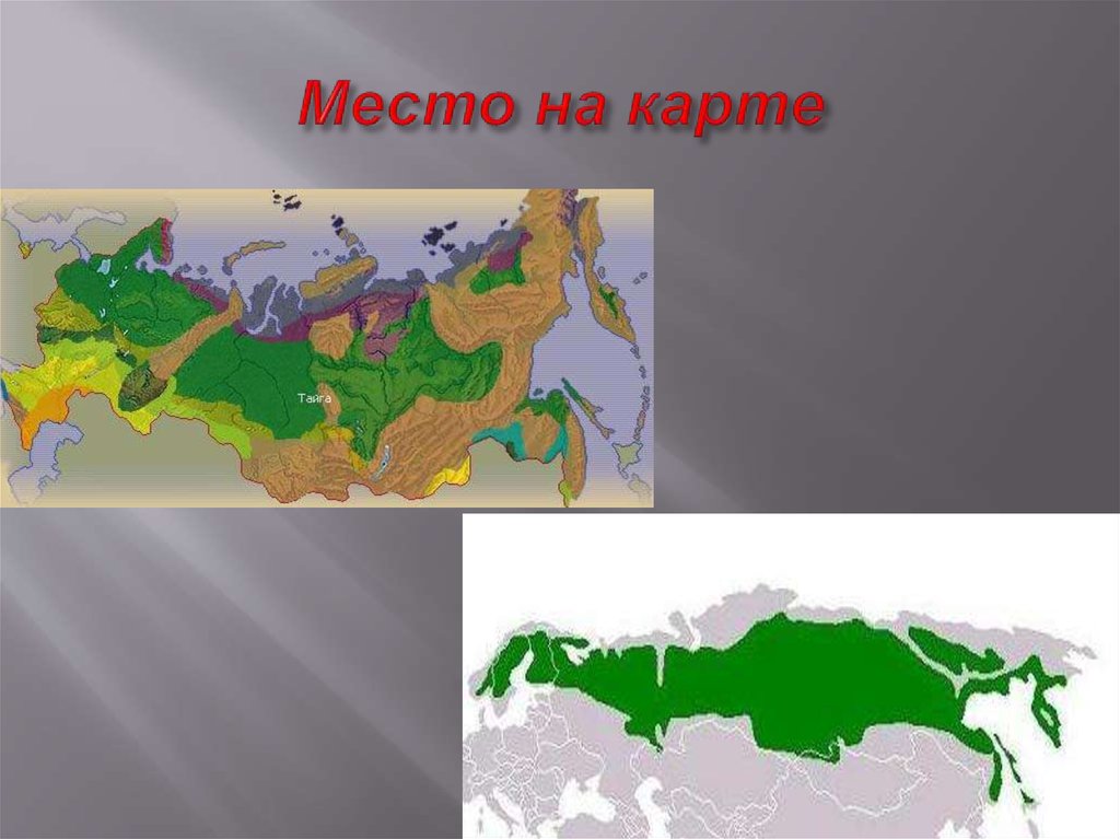 Природная зона расположенная южнее тайги. Географическое местоположение тайги в России. Тайга на карте России природных зон. Зона тайги на карте России. Расположение зоны тайги в России.