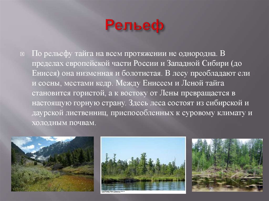 Чем отличается природа западной сибири. Рельеф тайги. Рельеф тайги в России. Особенности рельефа тайги. Тайга европейской части.