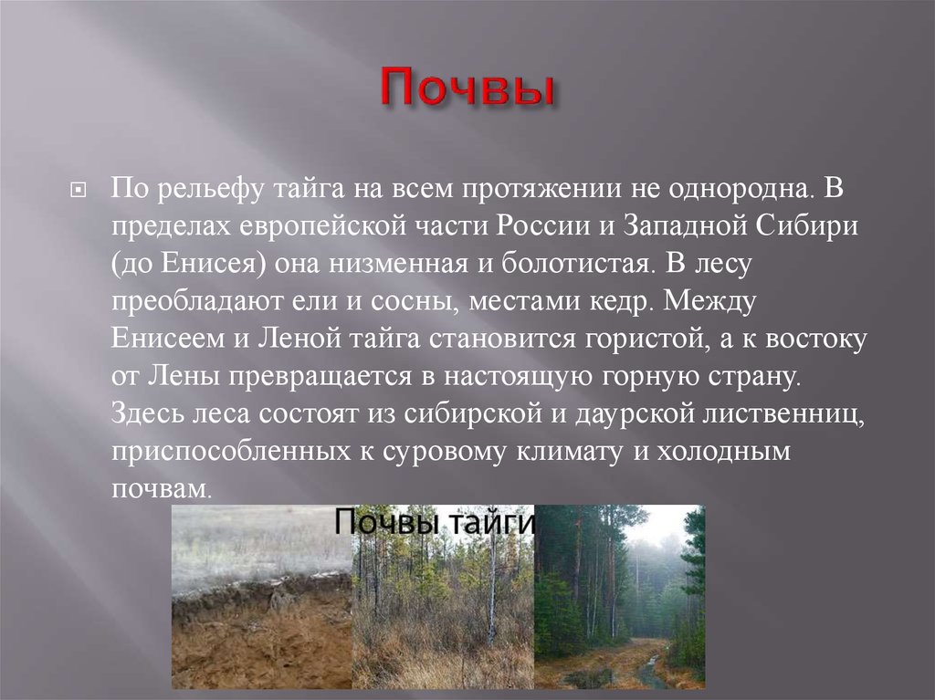 Рельеф природной зоны тайги. Почвы тайги. Почвы тайги в России. Почвы европейской тайги. Рельеф и почвы тайги.