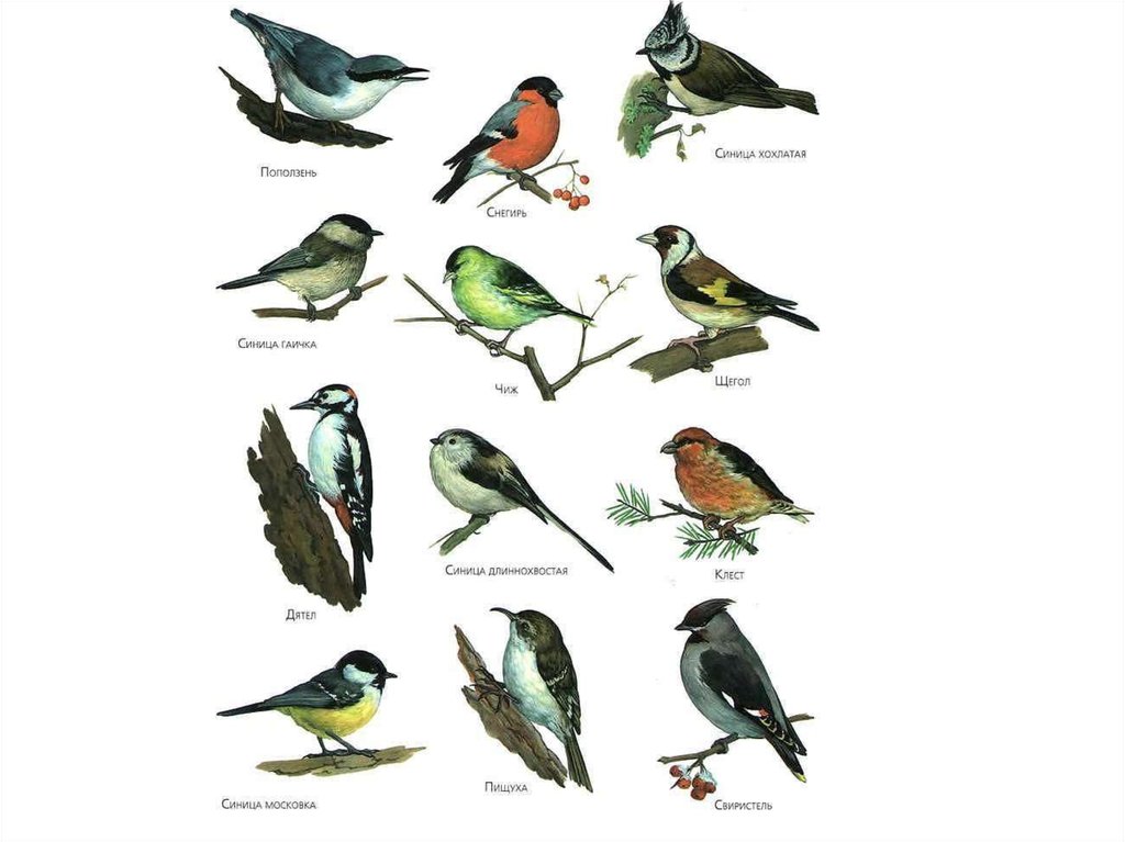 Водоплавающие птицы пензенской области фото с названиями