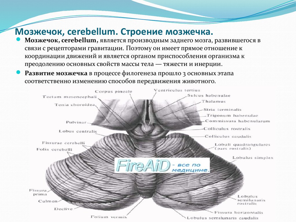 Норма мозжечка. Внутреннее строение мозжечка анатомия. Дольки мозжечка. Мозжечок строение Синельников. Ядра мозжечка анатомия.