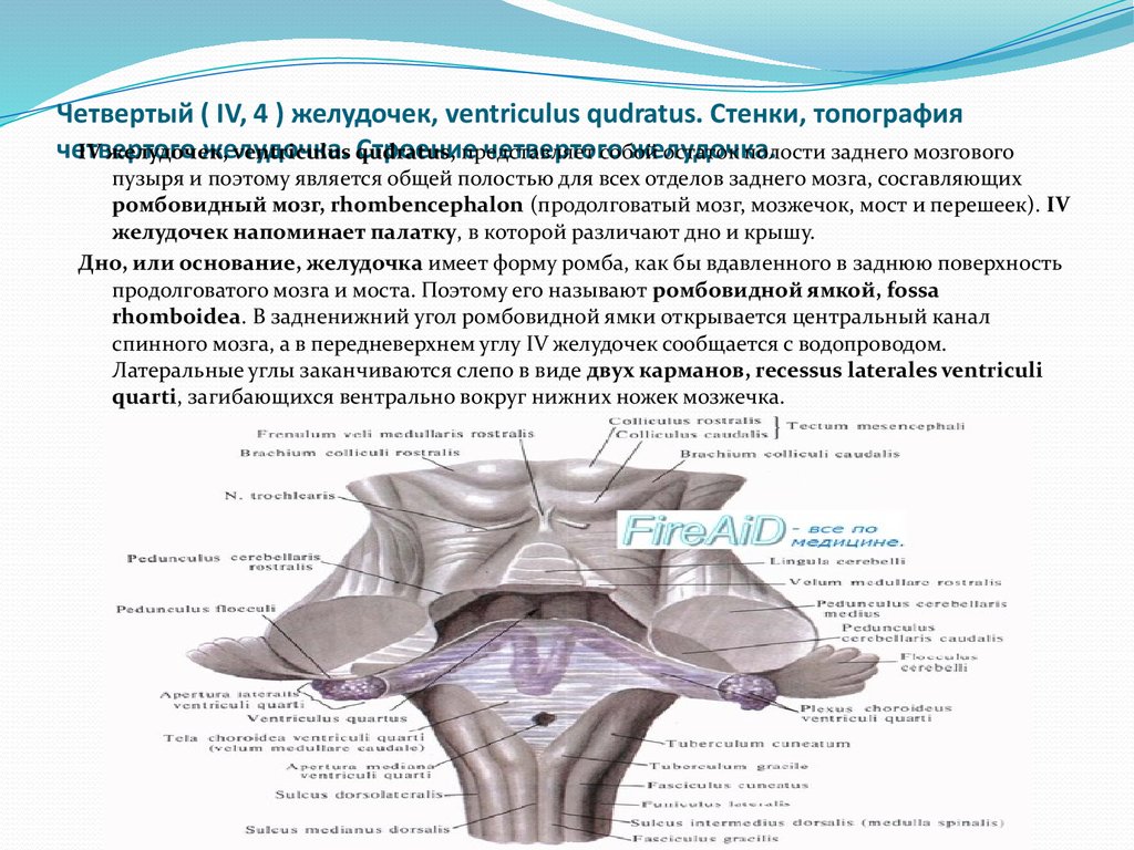 Стенка желудочка. 4 Желудочек мозга анатомия. Четвёртый желудочек головного мозга стенки. Четвёртый желудочек головного мозга строение. 4 Желудочек головного мозга анатомия строение.