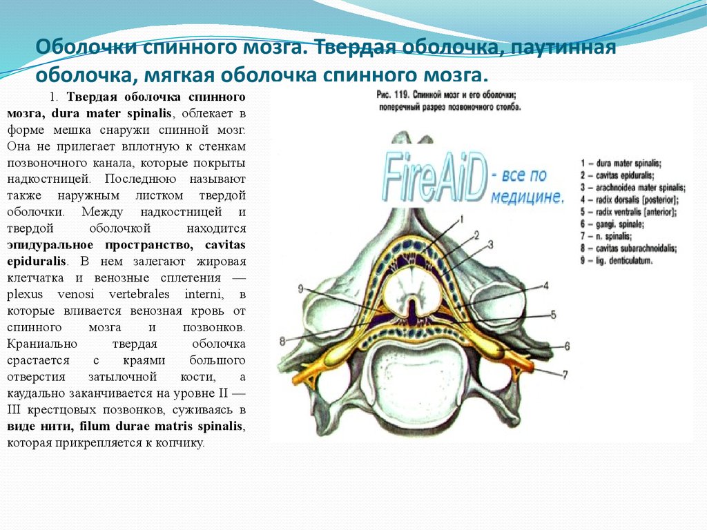 Оболочки спинного мозга схема