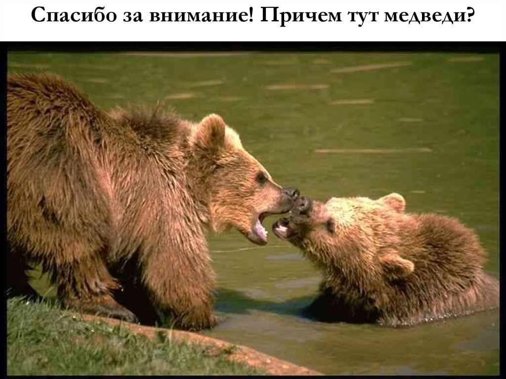 Спасибо за внимание! Причем тут медведи?