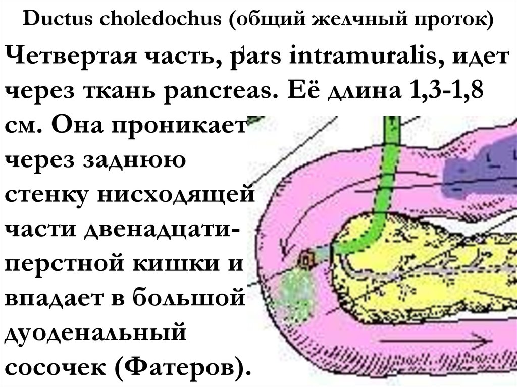 Ductus choledochus (общий желчный проток)