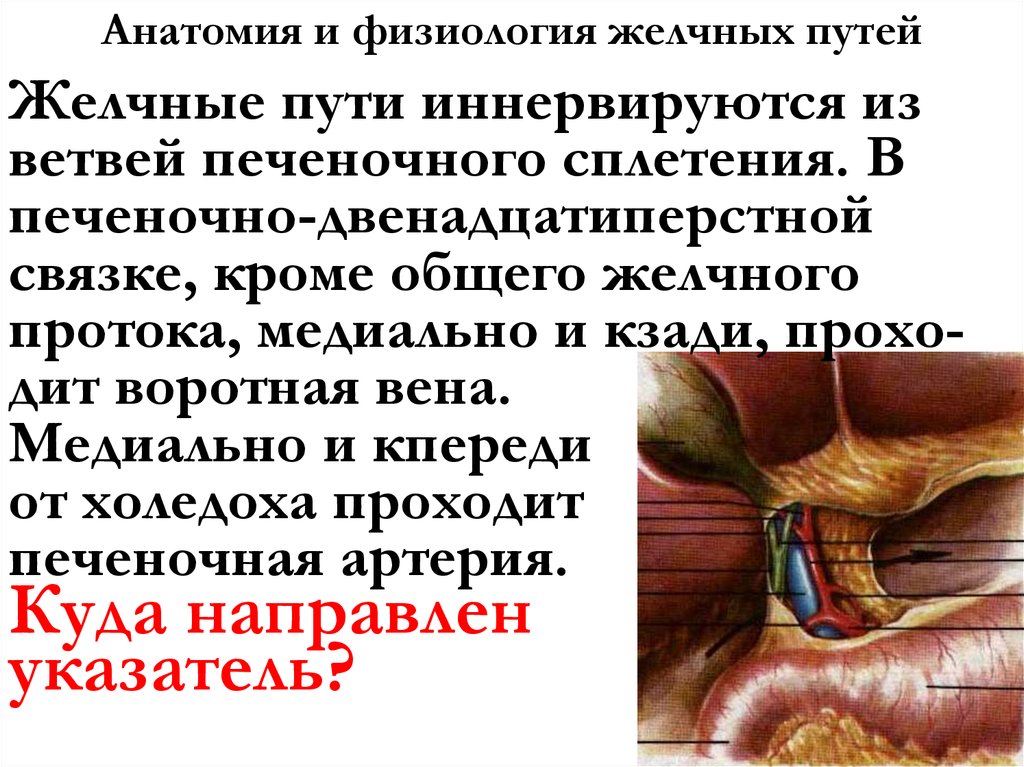 Анатомия и физиология желчных путей