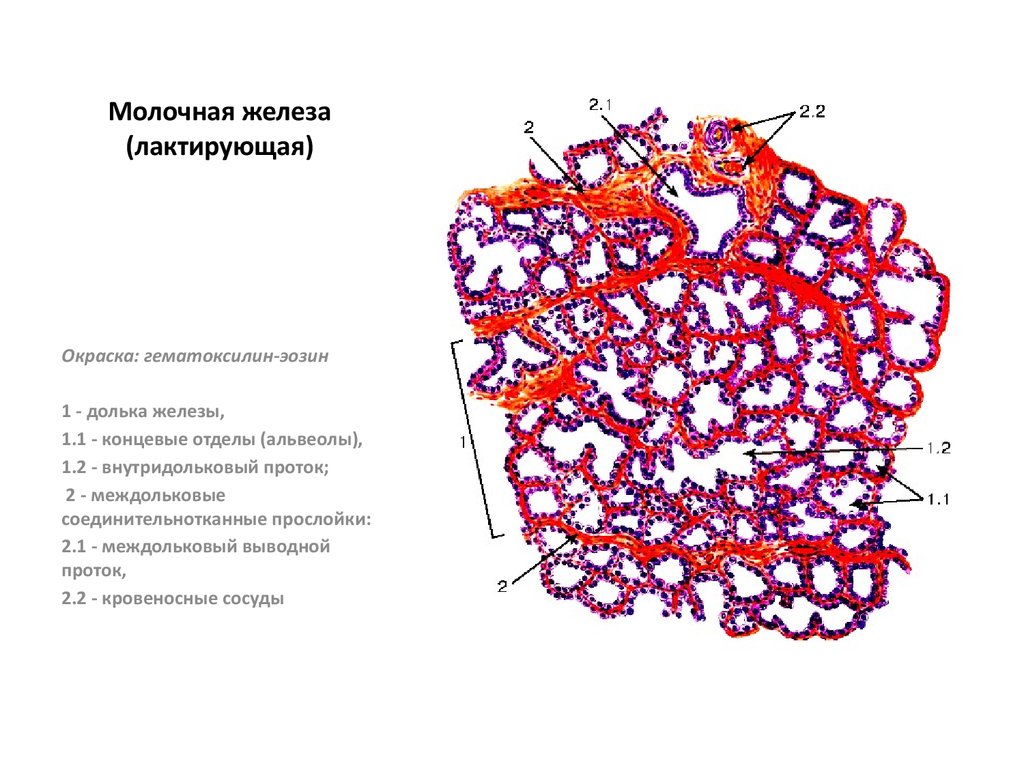 Простата гистология рисунок