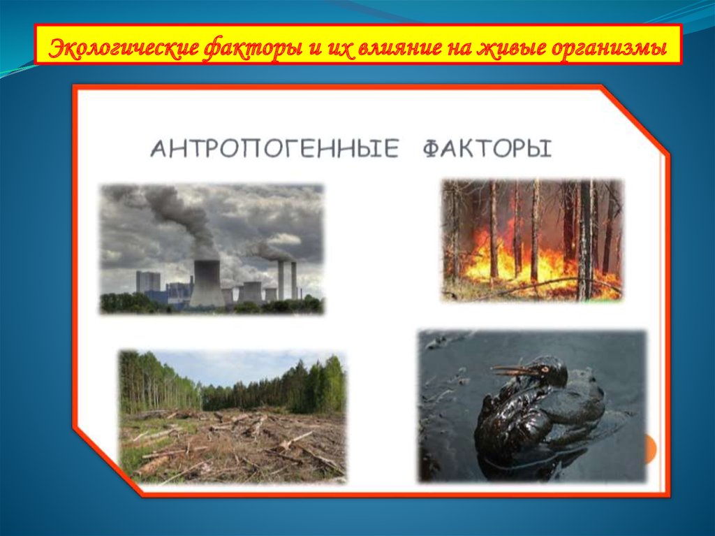 Влияние экологических факторов на организмы сообщение. Экологические факторы и их влияние на живые организмы. Влияние экологических факторов на живые организмы. Экологические факторы воздействуют на живые организмы. Влияние окружающей среды на живой организм.