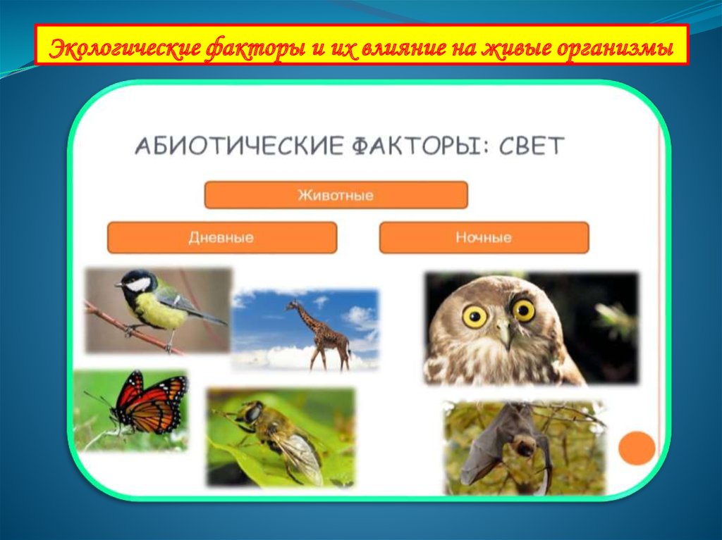 Воздействие живых организмов. Экологические факторы и их влияние на живые организмы. Экологические факторы и их влияние на организмы. Влияние факторов на живые организмы. Экологические факторы животных.