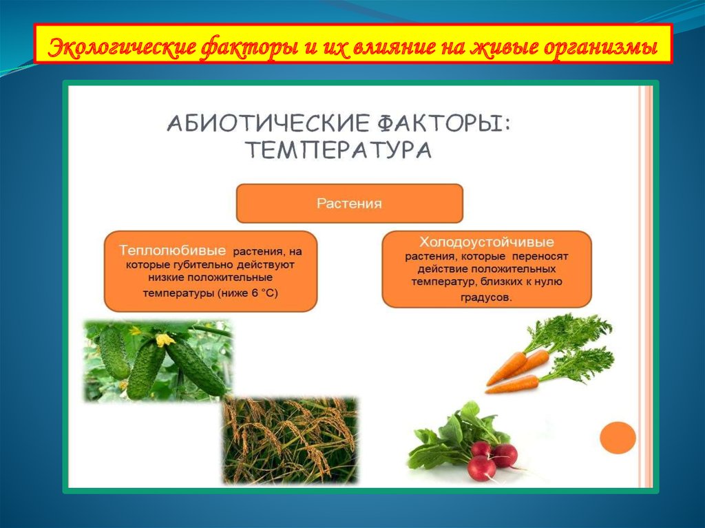 Организмы 5 класс презентация. Влияние экологических факторов на живые организмы. Экологические факторы и их влияние на живые организмы. Влияние экологических факторов на организмы. Экологические факторы влияющие на организм.