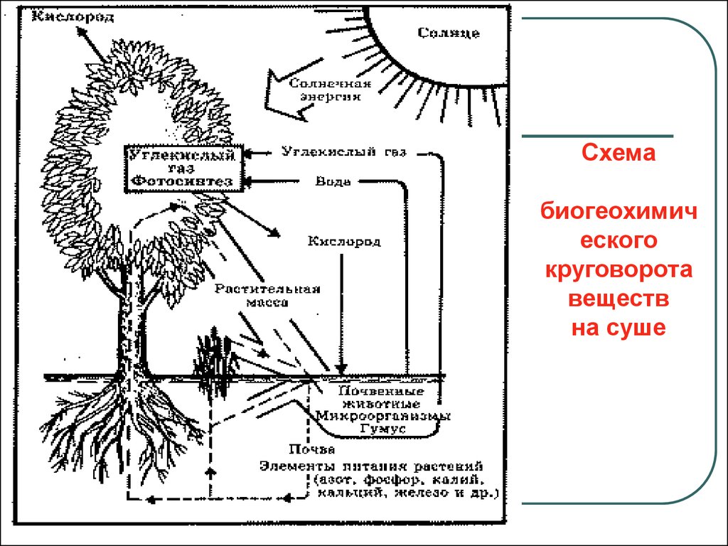 Схема круговорота в природе