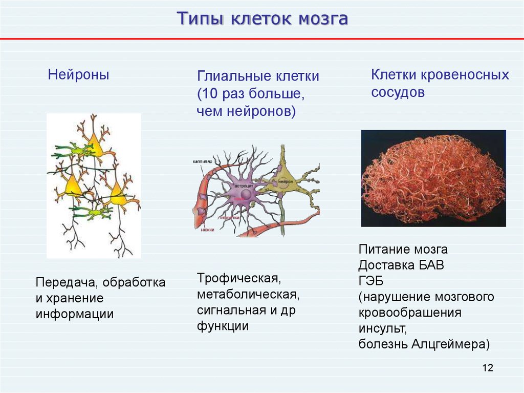 Клетки мозга виды
