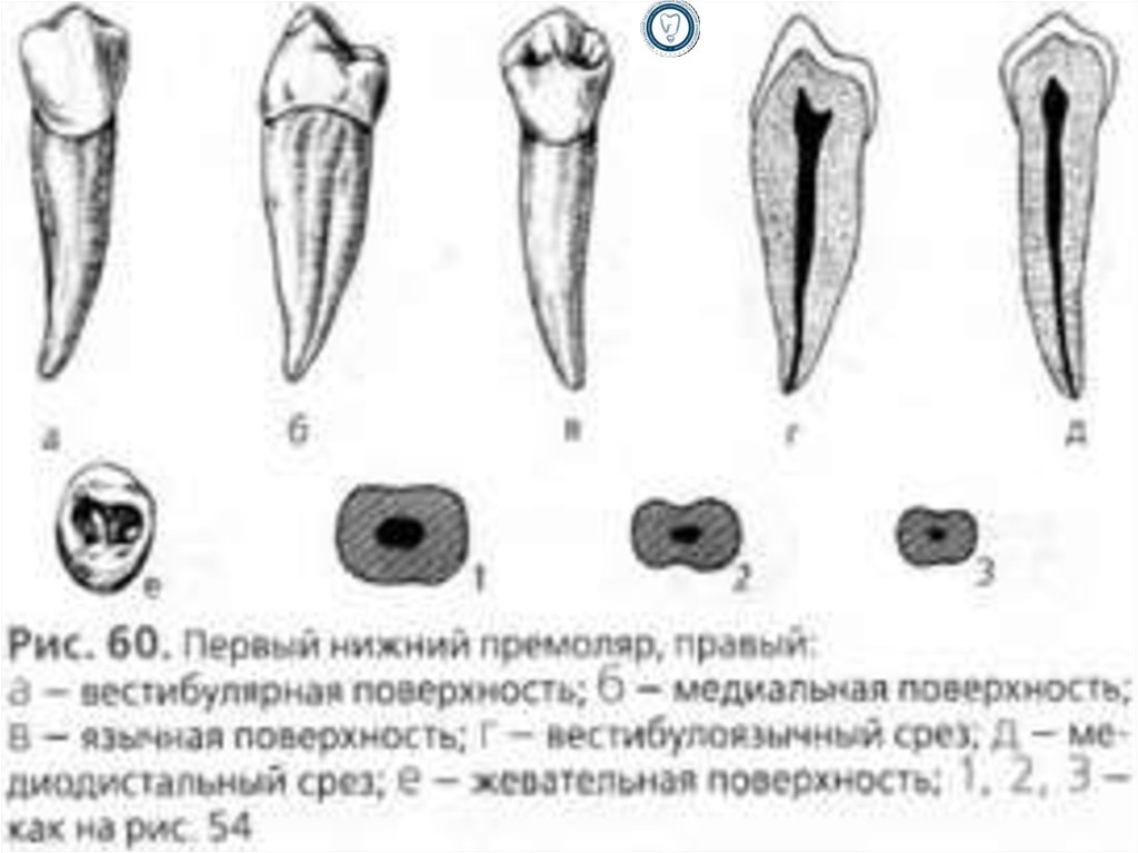 Клыки поверхность зуба. Премоляры нижней челюсти анатомия. Анатомия 2 премоляра нижней челюсти. 1 Премоляр правый нижней челюсти. Анатомия премоляра нижней челюсти.